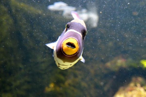 Водный зоопарк “Aqua-Zoo” фото
