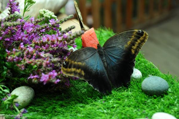 Дом бабочек “Восторг” фото