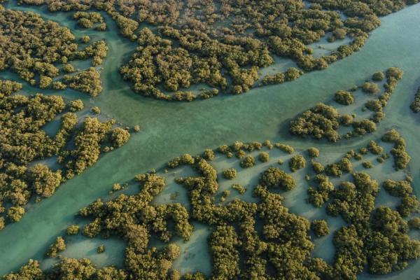 Eastern Mangrove Lagoon National Park фото
