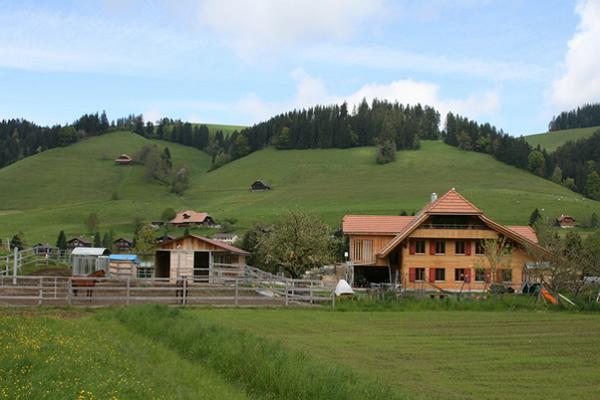 Линден фото