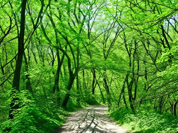 Самарский лес фото