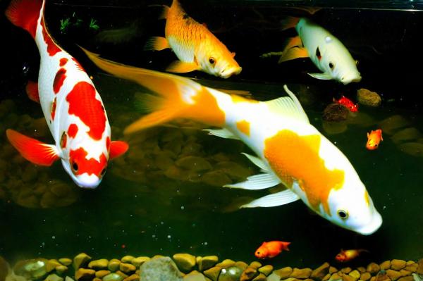 Музей-аквариум “Рыбы Амура” фото