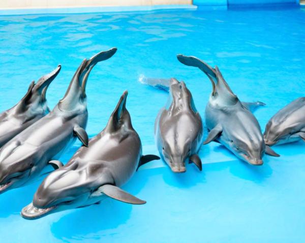 Дельфинарий фото