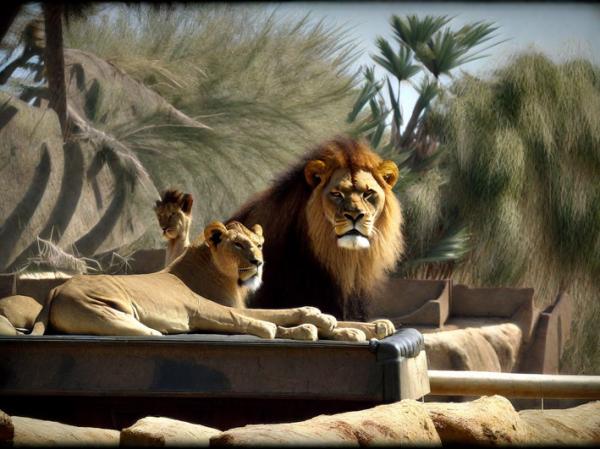 Парк сафари со львами фото