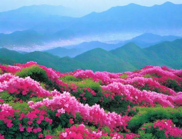 Долина роз фото