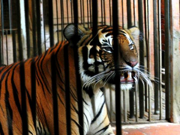 Тигр в зоопарке Варны фото