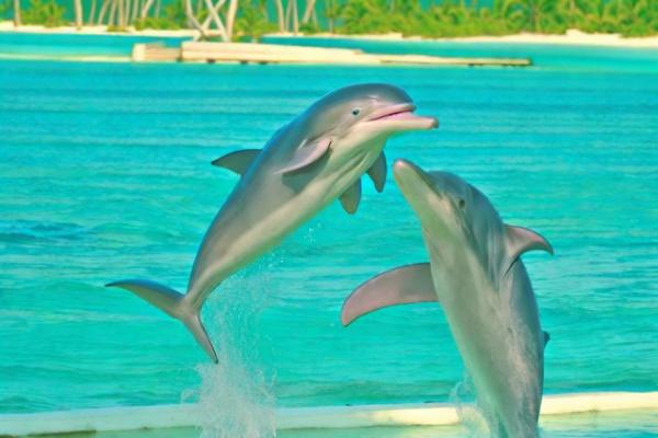 Остров дельфинов фото