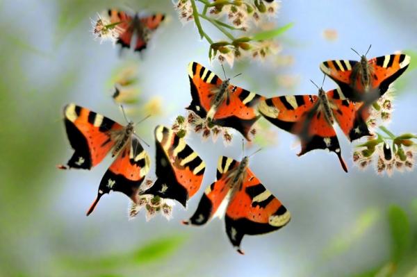 Долина бабочек фото